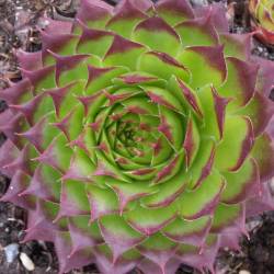Sempervivum - Dachwurz - Hauswurz